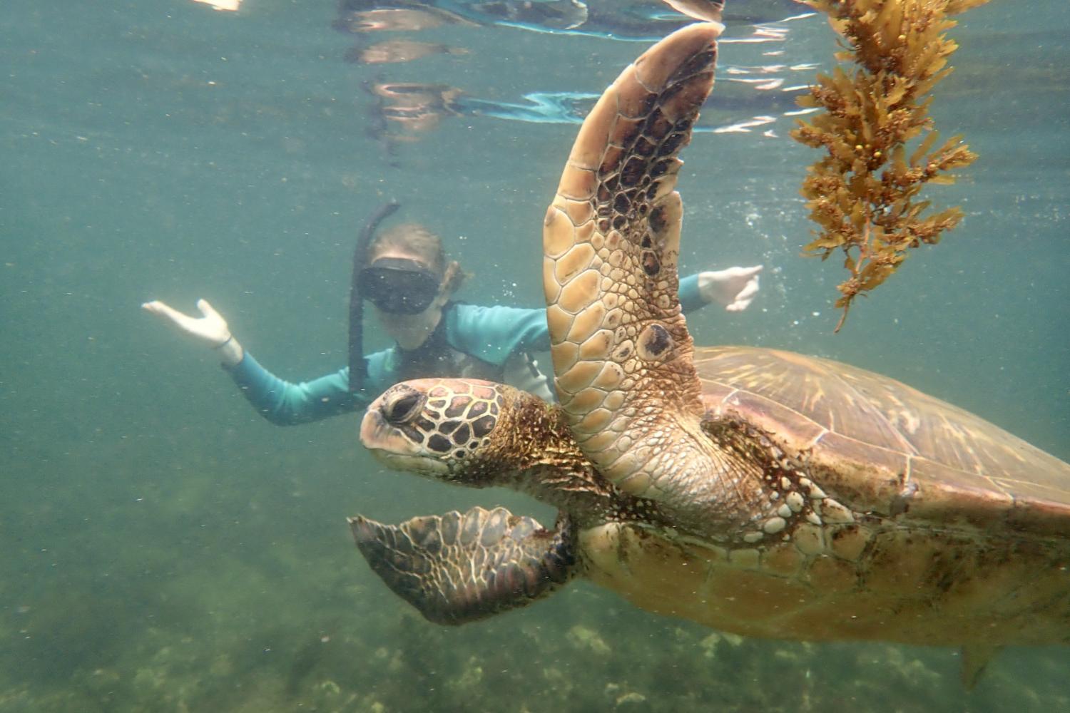一名<a href='http://bulletin.ansafe.net'>全球十大赌钱排行app</a>学生在Galápagos群岛游学途中与一只巨龟游泳.